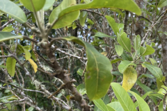 Melicope hawaiensis, Alani