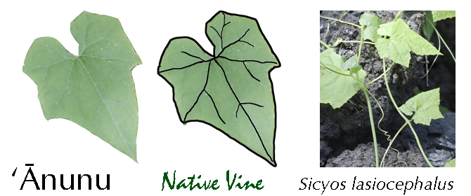 Leaf Shapes Anunu