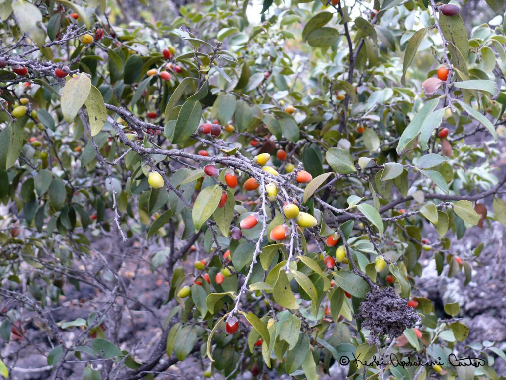 Native Dryland Trees and their Flowers - Lama in fruit