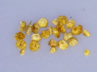 Chenopodium oahuense seed