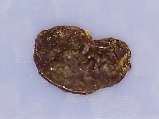 Psydrax odorata seed