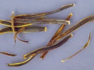 Bidens micrantha seed