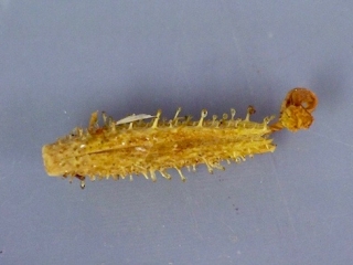 Plumbago zeylanica seed