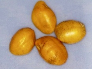 Sophora chrysophylla seed