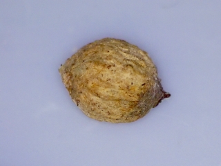 Santalum paniculatum seed