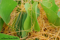 Kauna'oa on Pohuehue Vines