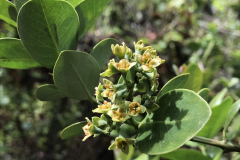 Santalum paniculatum, 'Iliahi