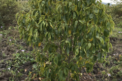 Colubrina oppositifolia, Kauila