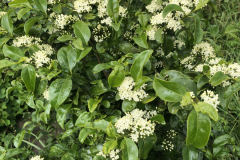 Psydrax odorata, Alahe'e