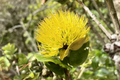 Metrosideros polymorpha, 'Ohi'a