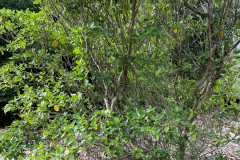 Gardenia brighamii, Nanu