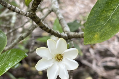 Gardenia brighamii, Nanu