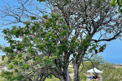 Mezoneuron kavaiense, Uhiuhi