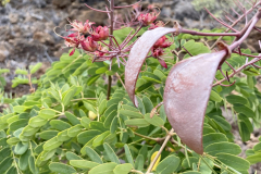 Mezoneuron kavaiense, Uhiuhi