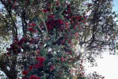 Metrosideros polymorpha, 'Ohi'a