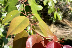 Xylosma hawaiiense, Maua