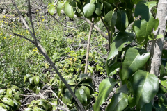 Nothocestrum breviflorum, ‘Aiea