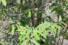 Euphorbia olowaluana, ‘Akoko