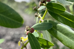 Euphorbia olowaluana, ‘Akoko