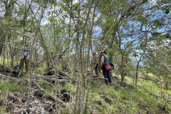 Euphorbia olowaluana, ‘Akoko