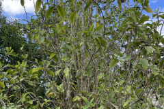 Melicope hawaiensis, Alani