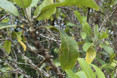 Melicope hawaiensis, Alani