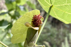 Hibiscadelphus hualalaiensis, Hau kuahiwi