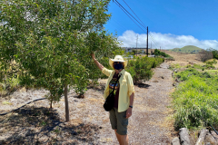 Acacia koaia, Koai'a