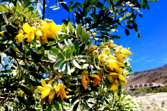 Sophoro chrysophylla, Mamane