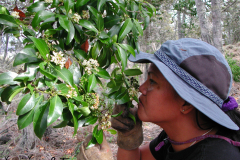 Psydrax odorata, Alahe'e