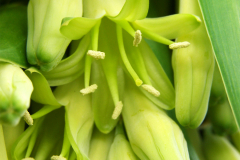 Pleomele hawaiiensis, Halapepe