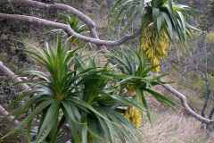 Pleomele hawaiiensis, Halapepe