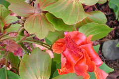 Kokia drynariodes, Hau hele'ula