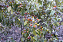 Diospyros sandwicensis, Lama