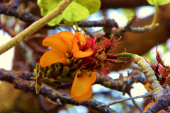 Erythrina sandwicensis, Wiliwili