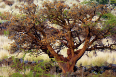 Erythrina sandwicensis, Wiliwili