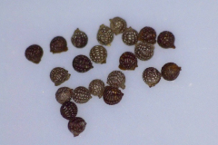 Argemone glauca