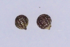 Argemone glauca