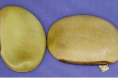 Canavalia hawaiiensis