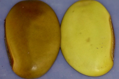 Canavalia hawaiiensis
