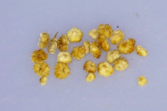 Chenopodium oahuense
