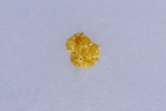 Chenopodium oahuense