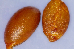 Diospyros sandwicensis