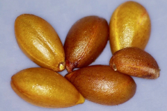 Diospyros sandwicensis, lama