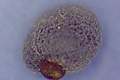 Dodonaea viscosa