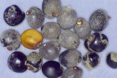 Dodonaea viscosa