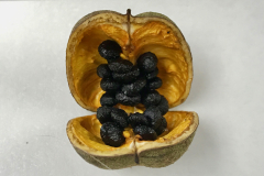 Pittosporum hosmeri