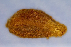 Kokia drynarioides