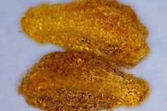 Kokia drynarioides