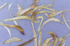 Metrosideros polymorpha